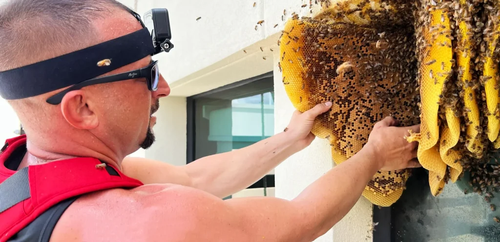 bee removal fort lauderdale