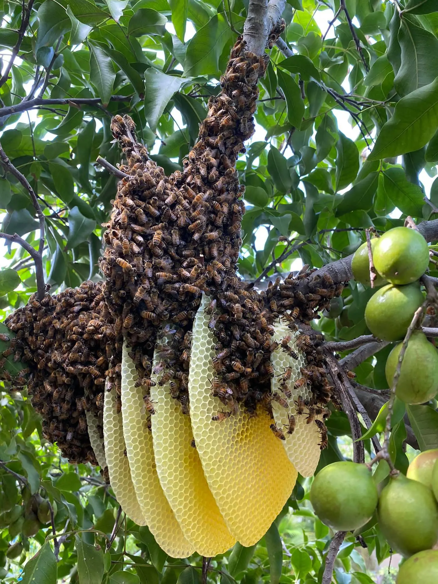 bee-exterminator-south-florida