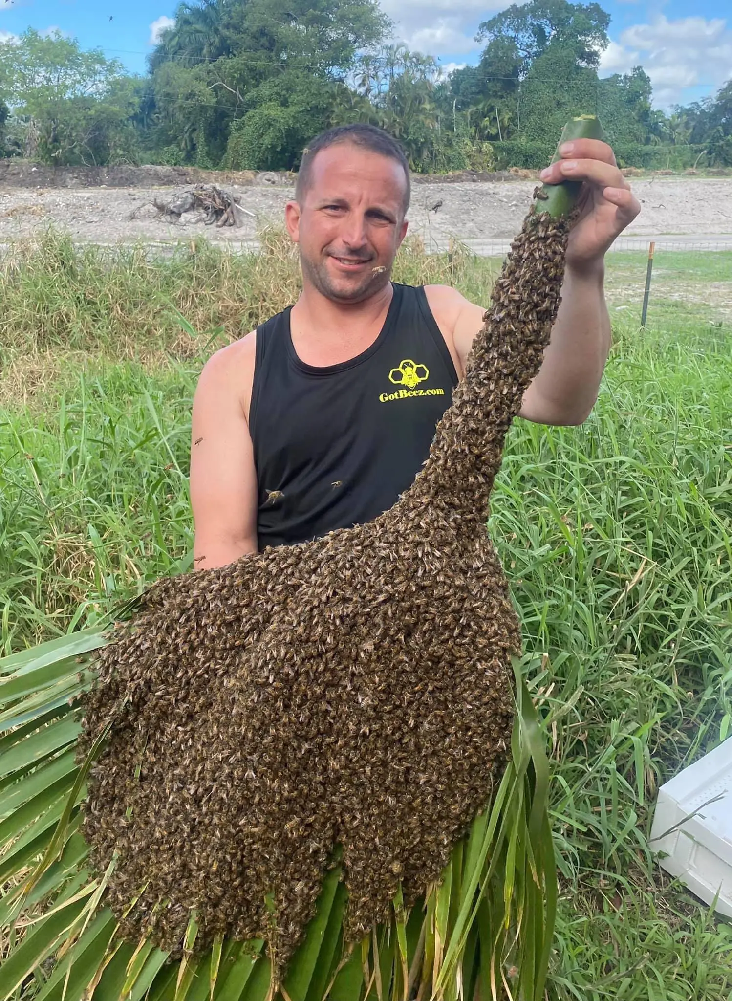 bee-hive-tree-removal-fort-lauderdale