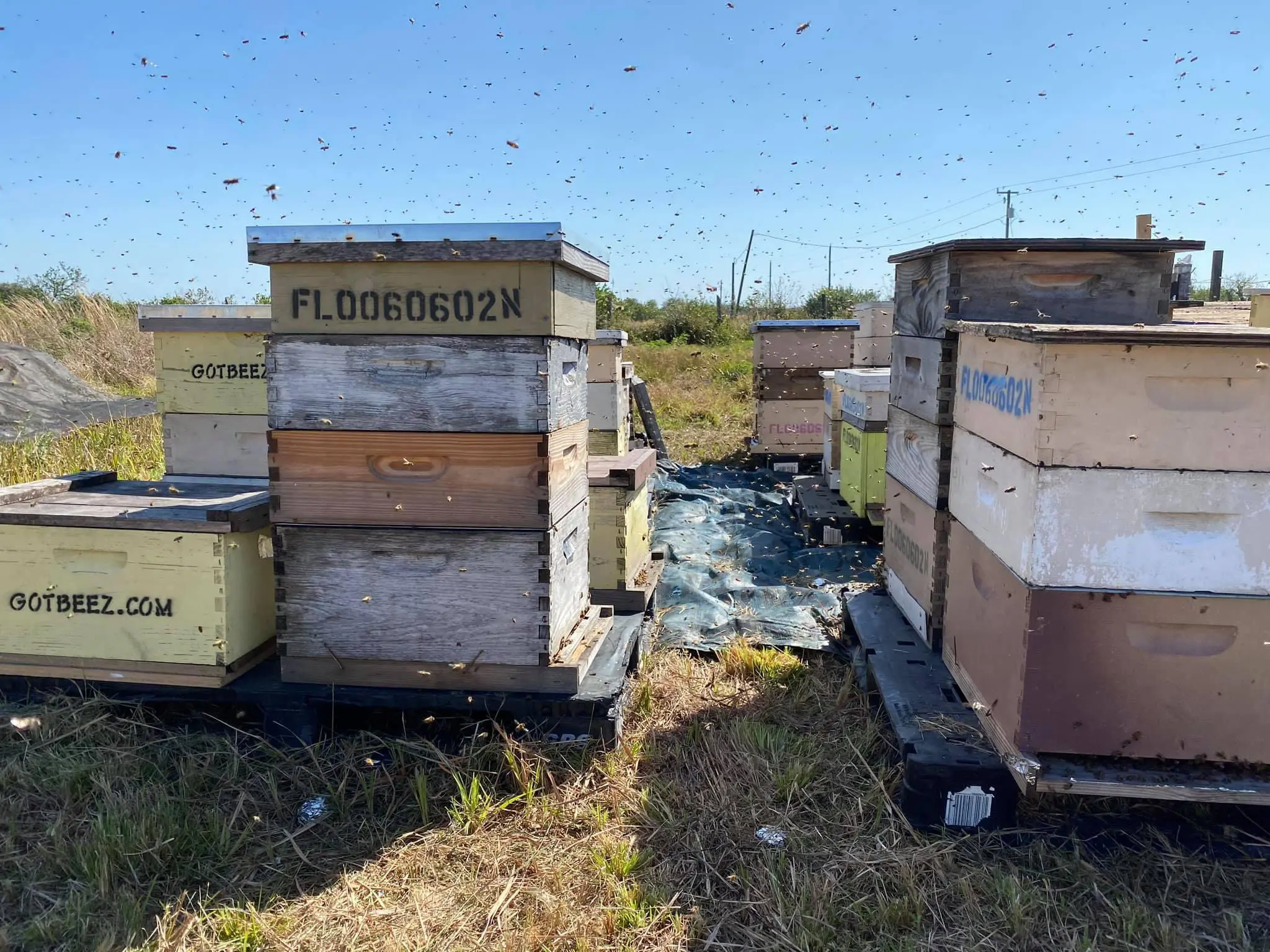 bee-hives-fort-lauderdale