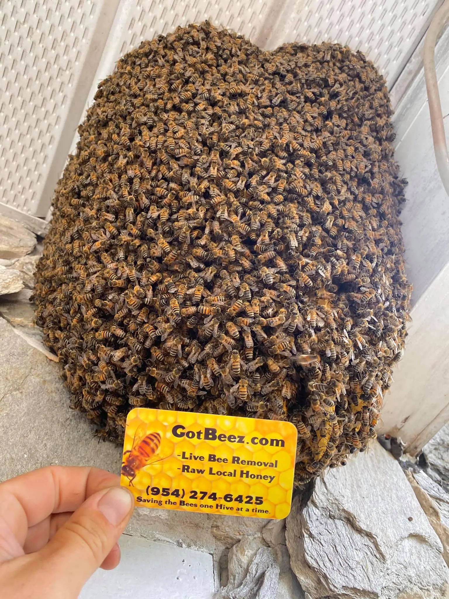 honey-bee-removal-fort-lauderdale